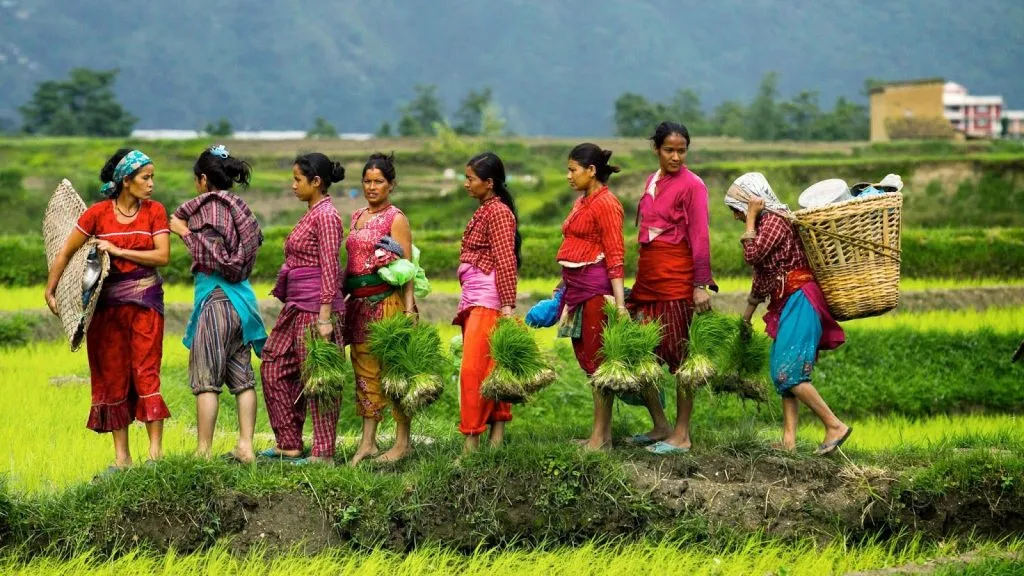 आज असार १५ः राष्ट्रिय धान दिवस विभिन्न कार्यक्रम गरी मनाइदै