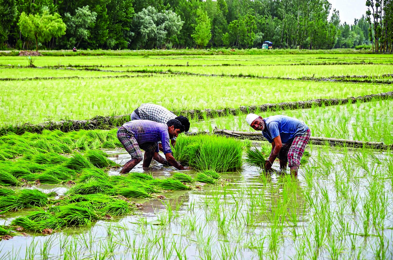 सम्पादकीयः धान उत्पादन बढाउन सिँचाइ सुविधाको विकास गरौँ